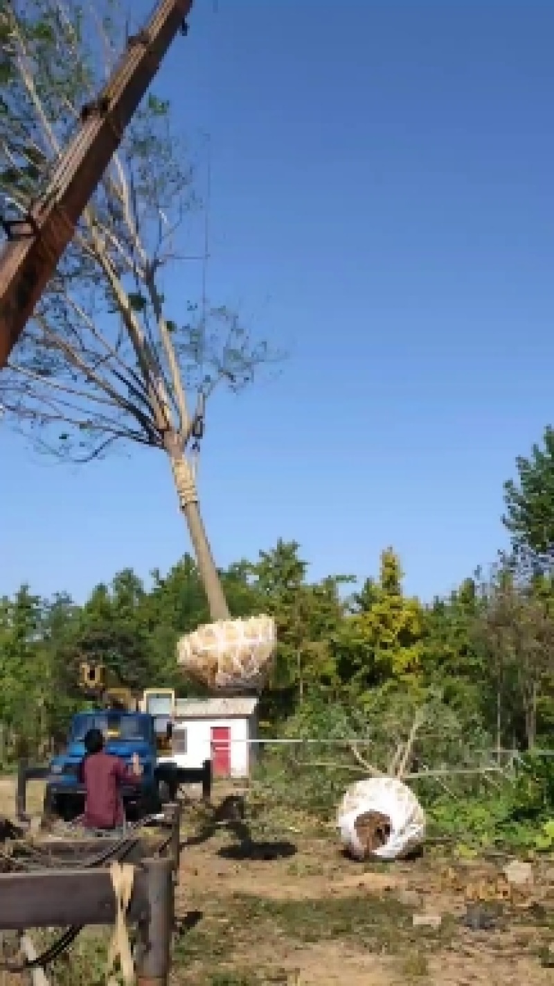 山东国槐基地自产自销供应国槐，树形优美，价格优惠，