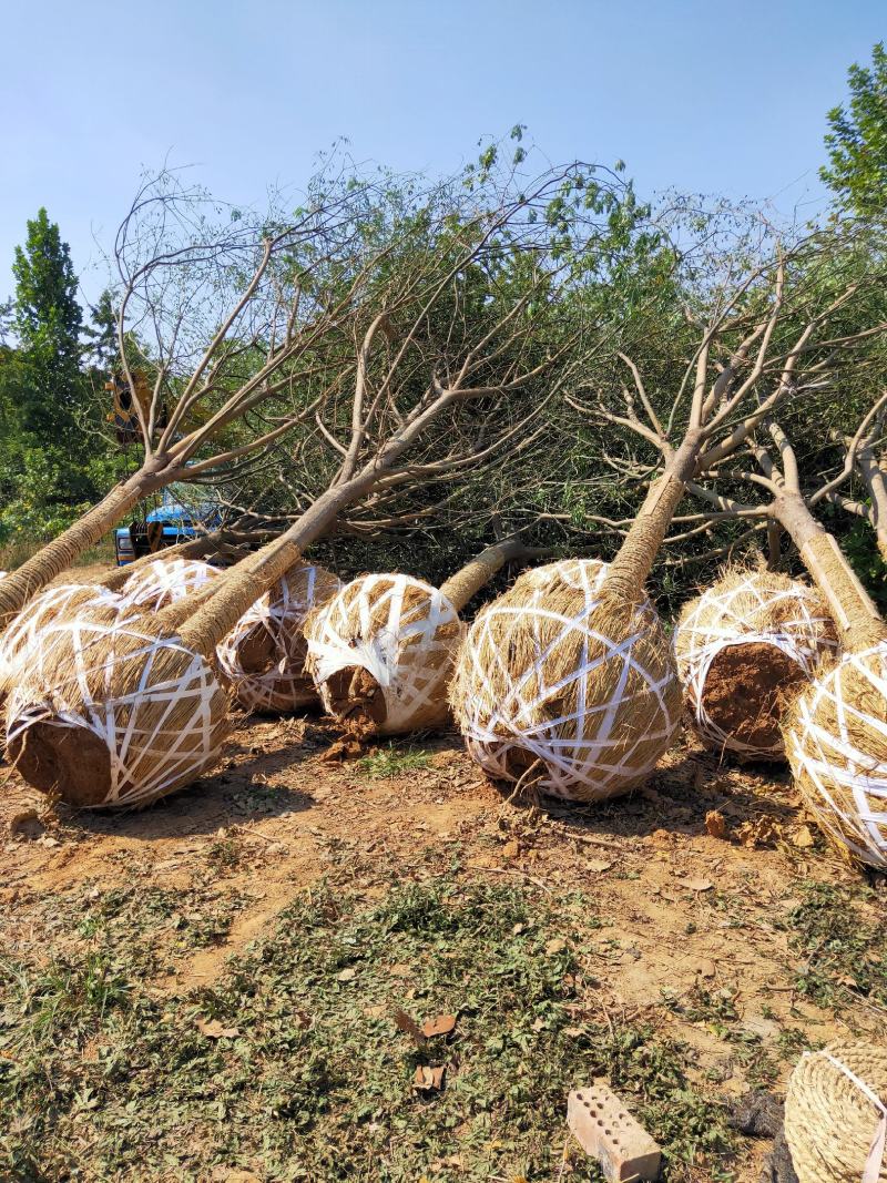 山东国槐基地自产自销供应国槐，树形优美，价格优惠，