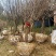 山东樱花基地低价出售10-20公分樱花，基地供应价格优惠