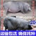 猪崽育肥猪二元育肥三元育肥货到付款