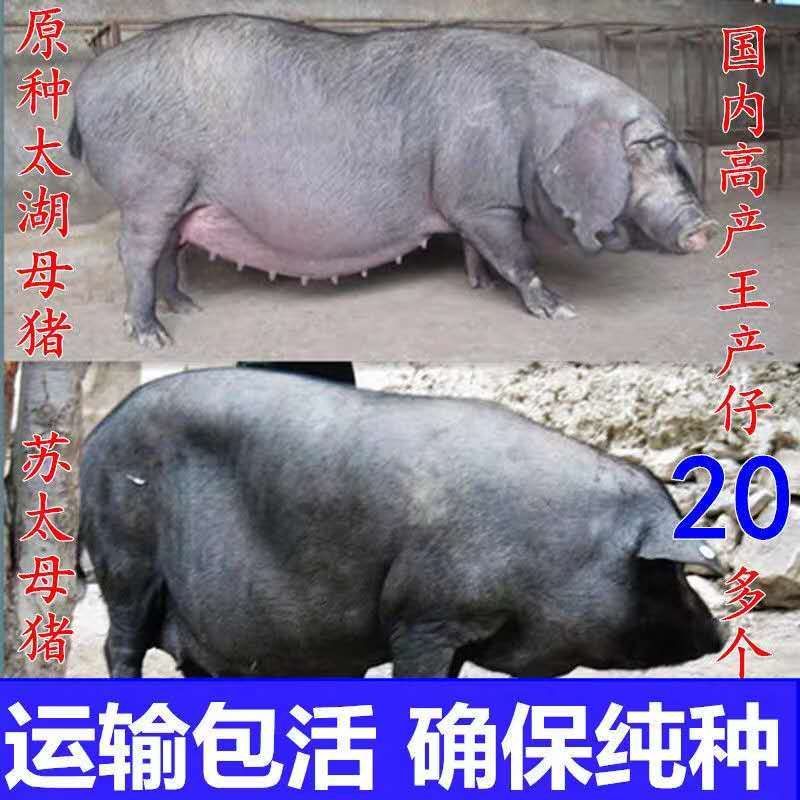 猪崽育肥猪二元育肥三元育肥货到付款