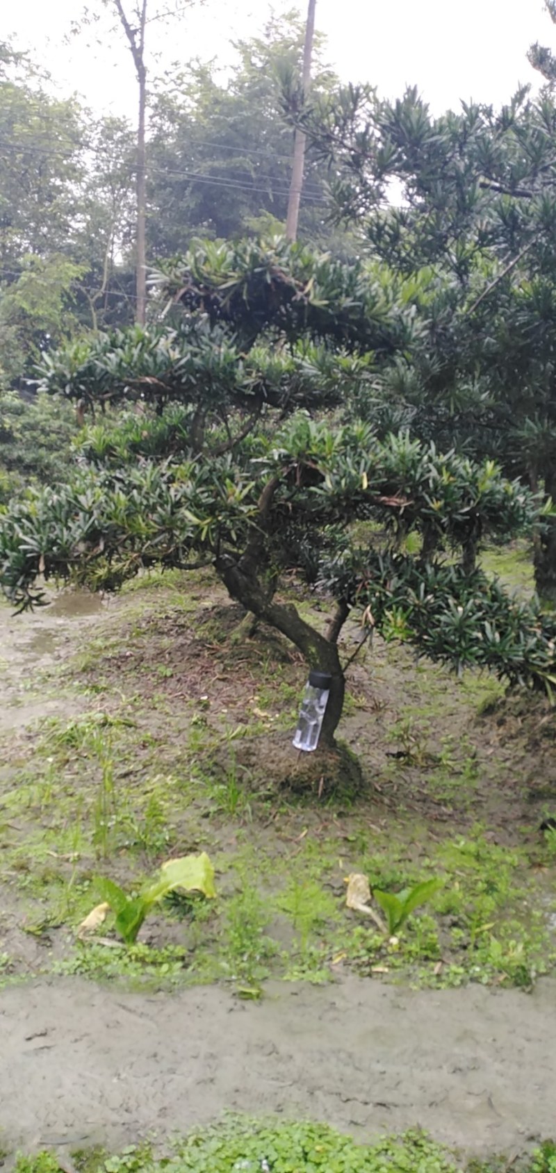 罗汉松盆景米罗汉小叶罗汉
