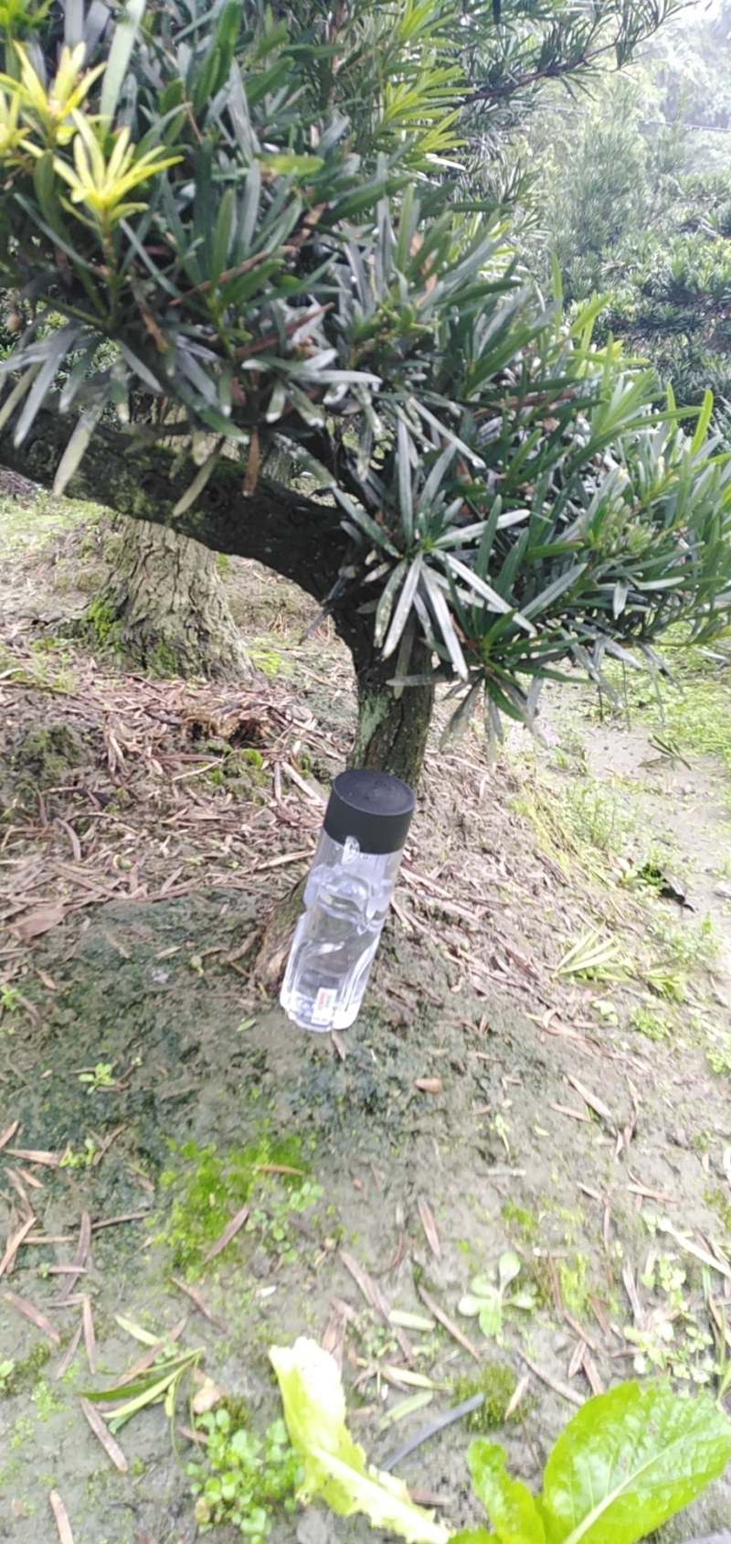 罗汉松盆景米罗汉小叶罗汉