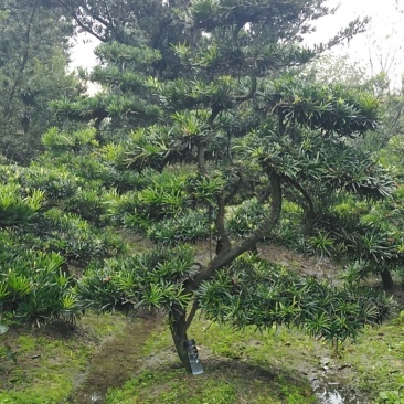罗汉松盆景米罗汉小叶罗汉