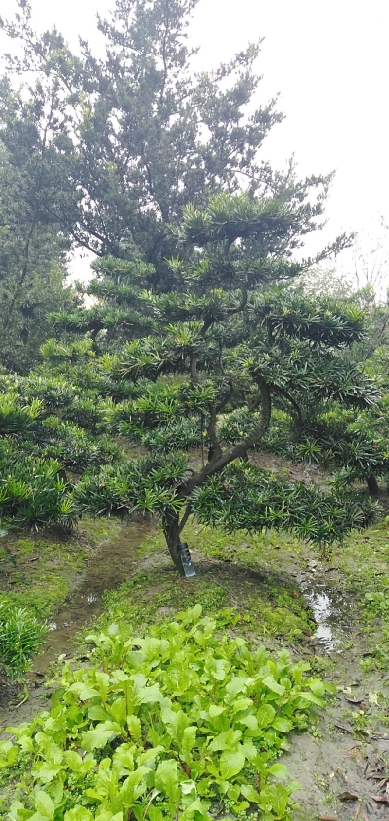 罗汉松盆景米罗汉小叶罗汉
