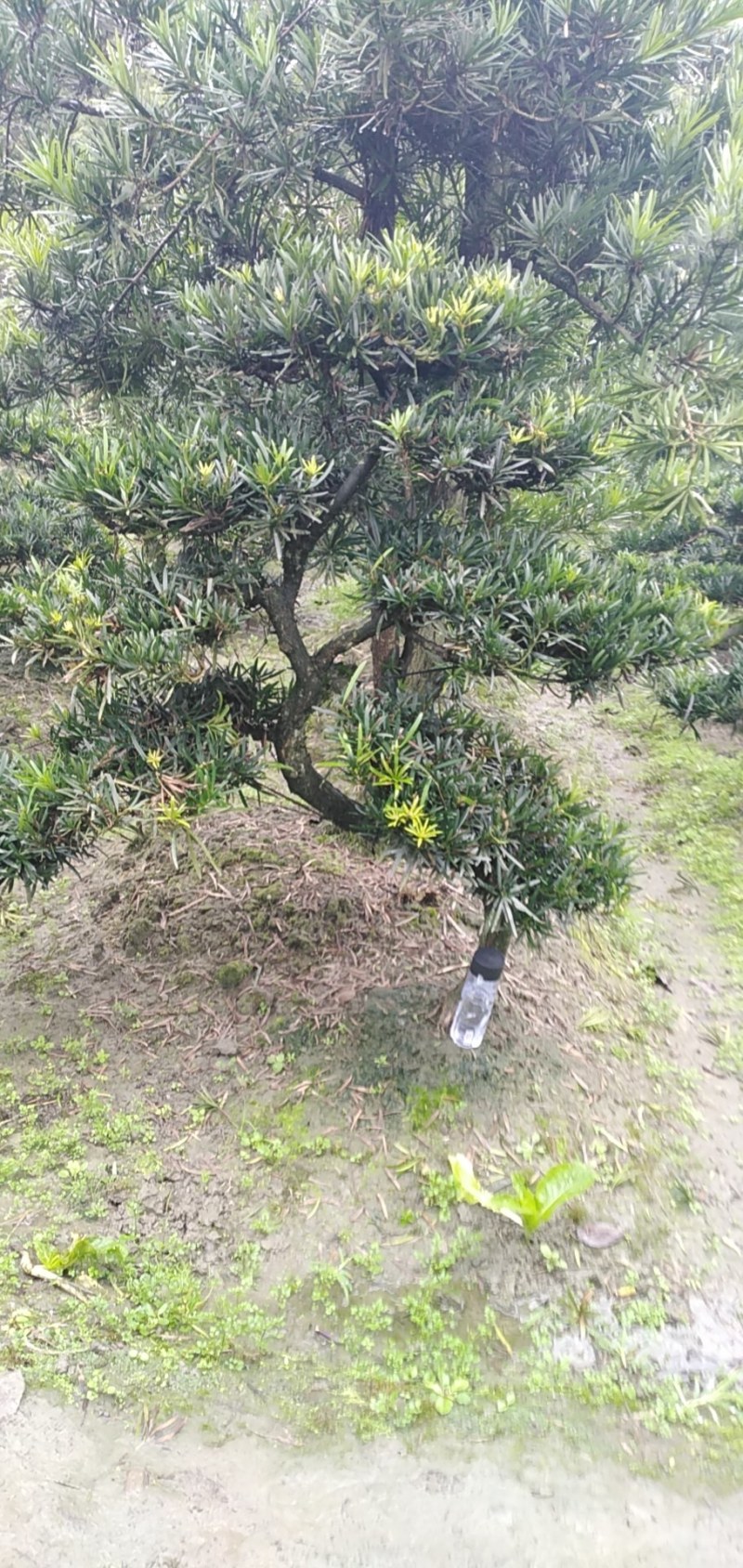 罗汉松盆景米罗汉小叶罗汉