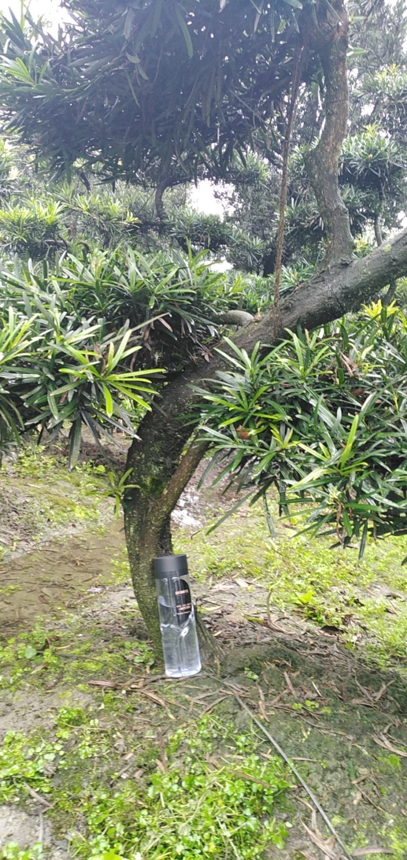 罗汉松盆景米罗汉小叶罗汉
