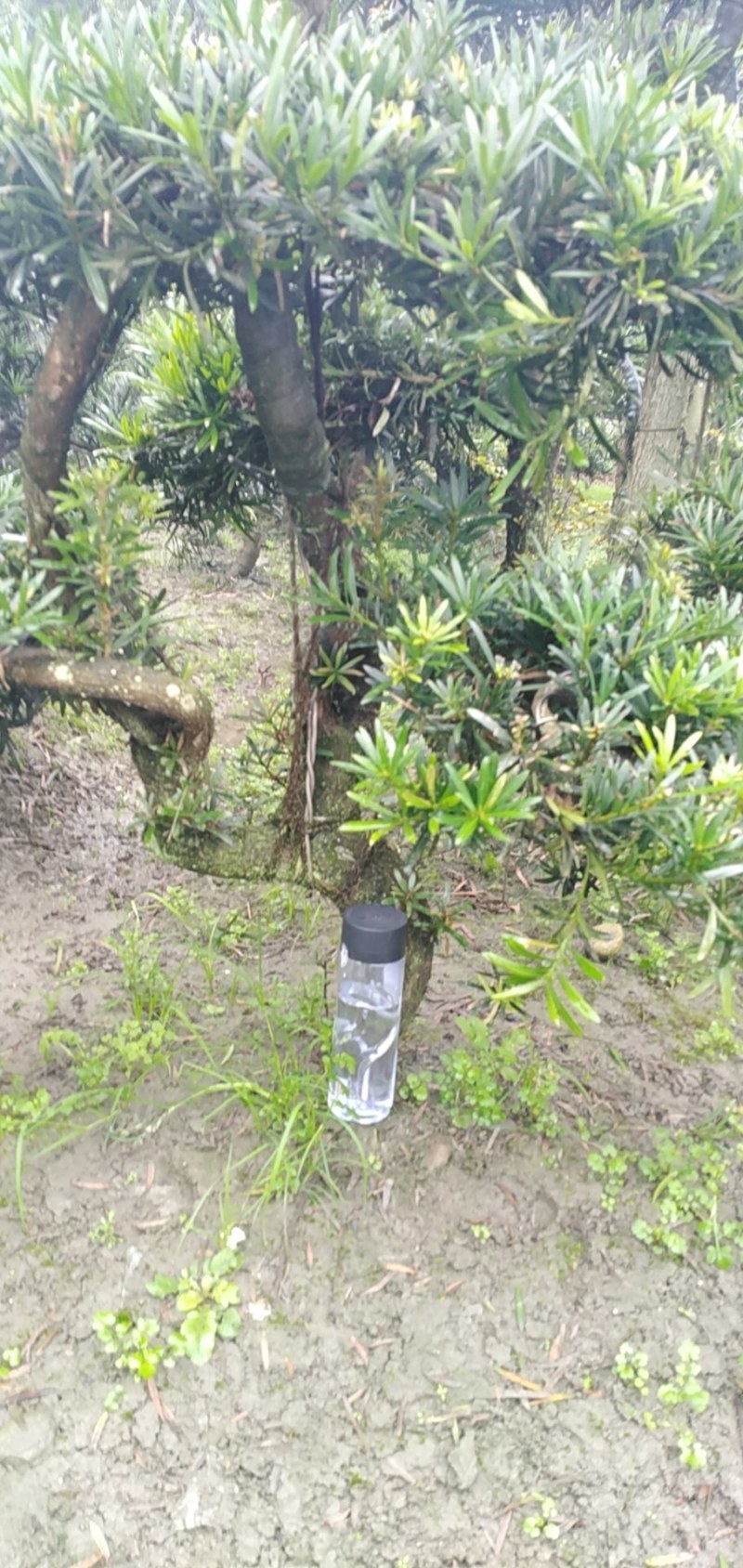 罗汉松盆景米罗汉小叶罗汉