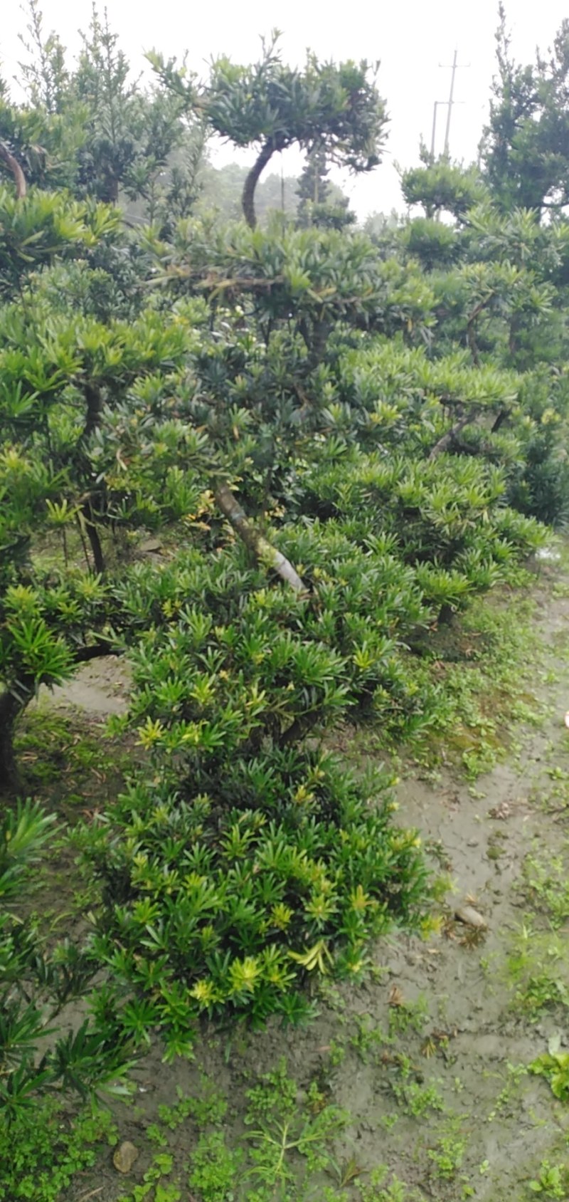 罗汉松盆景米罗汉小叶罗汉