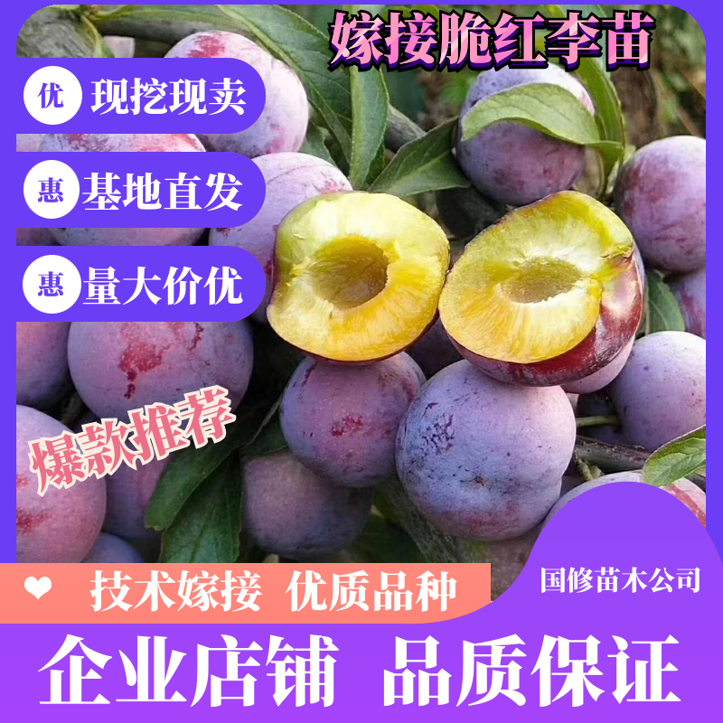 五月脆李子苗凤凰李苗脆红李子苗脆红李苗保湿快递