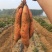 【新货】蜜薯烟薯25烤薯专用商超电商直供软油甜糯