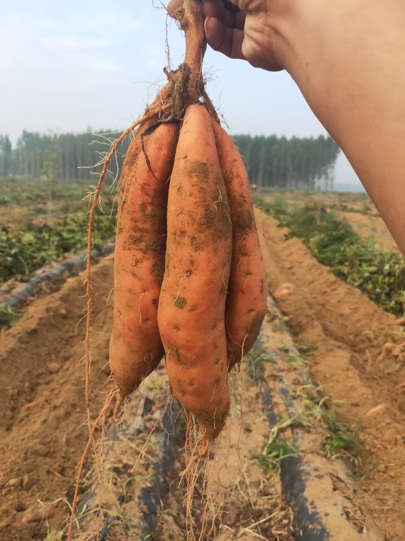 【新货】蜜薯烟薯25烤薯专用商超电商直供软油甜糯