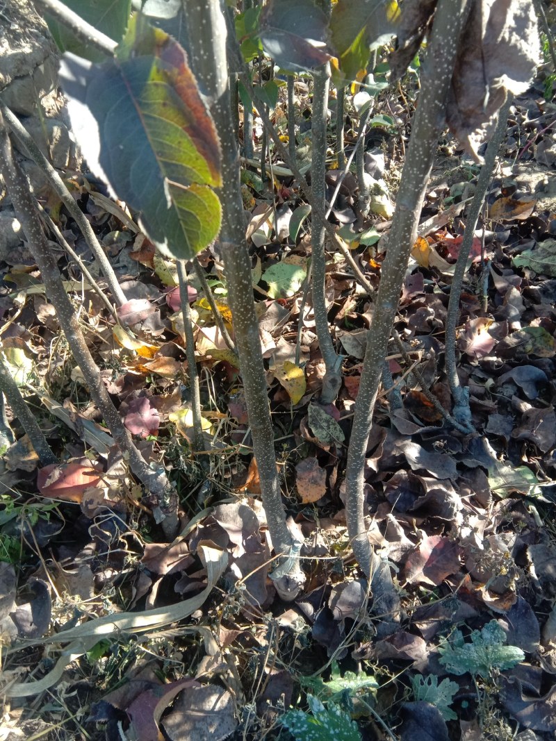 苹果梨苗2万棵嫁接二年生