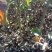 苹果梨苗2万棵嫁接二年生