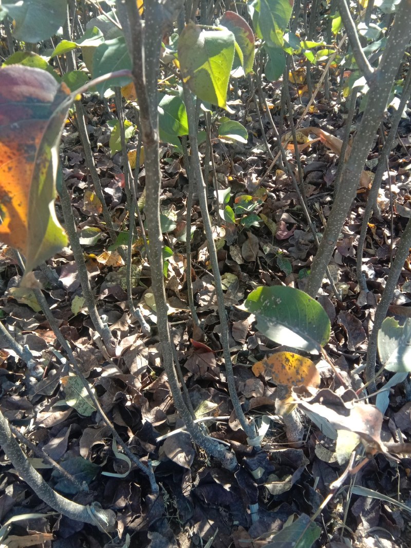 苹果梨苗2万棵嫁接二年生