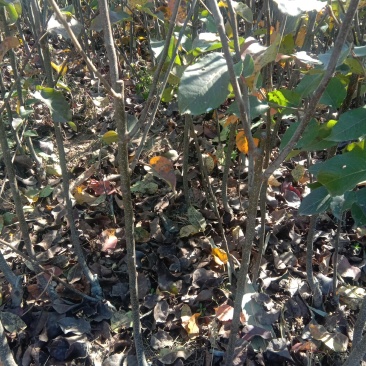 苹果梨苗2万棵嫁接二年生