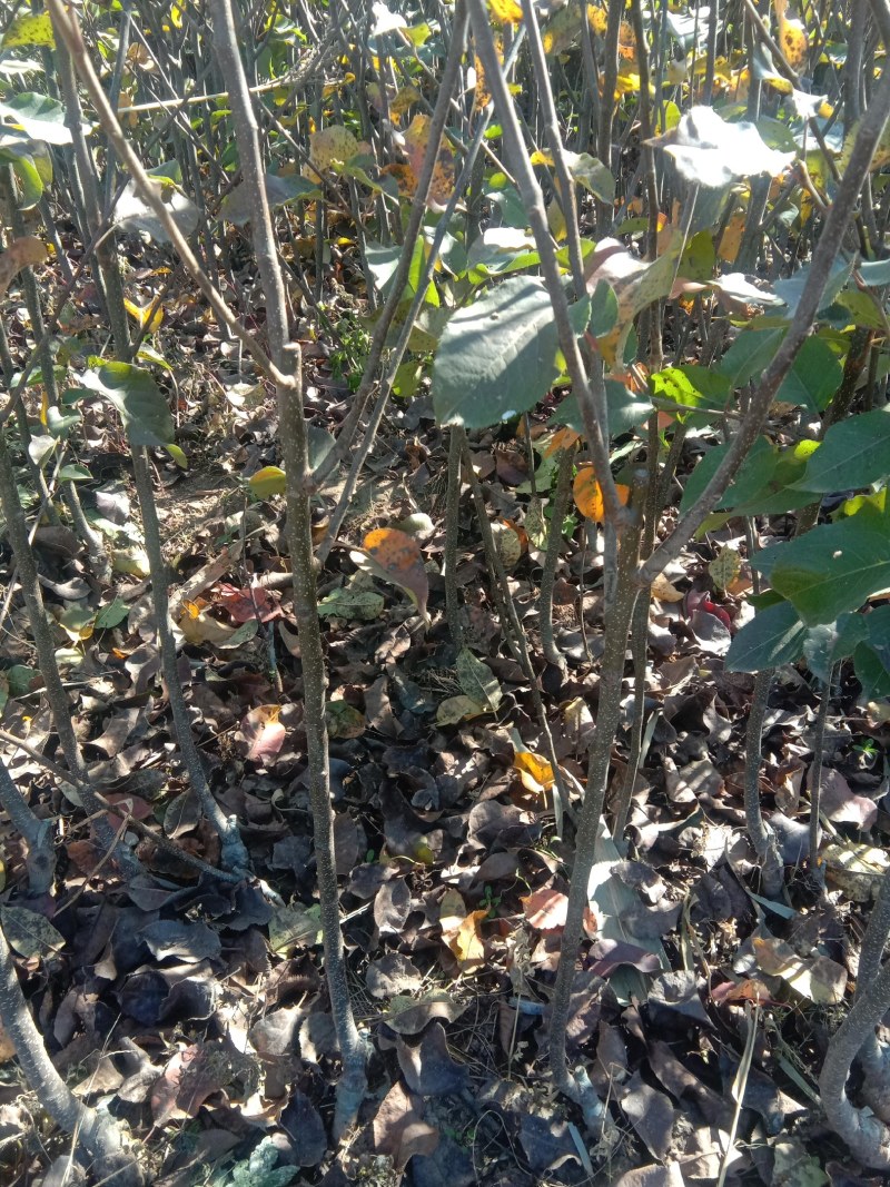 苹果梨苗2万棵嫁接二年生