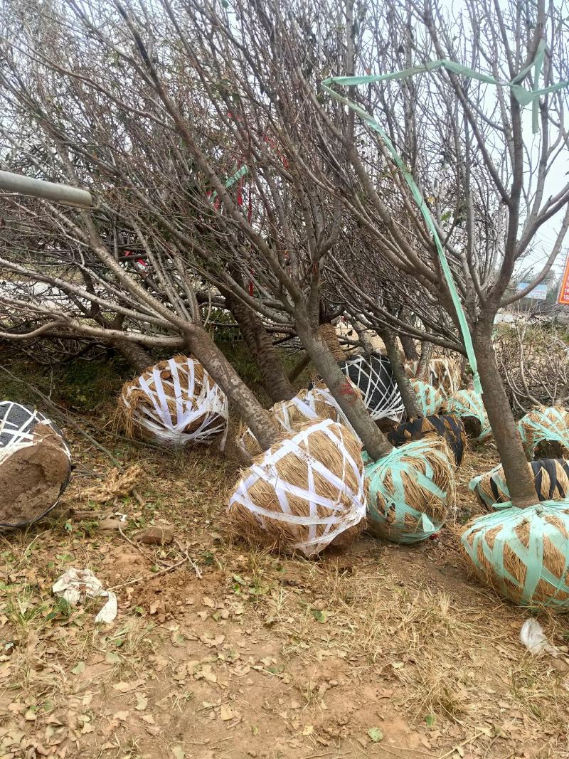 樱花树低价出售10-20公分樱花树，价格优惠。
