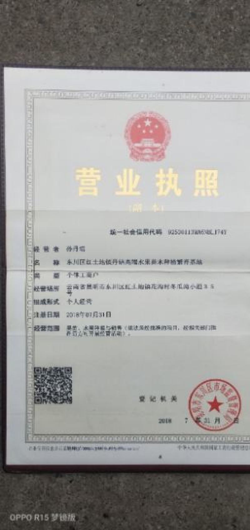 李子苗西梅李子苗法兰西西梅苗味帝李子苗风味玫瑰李子。