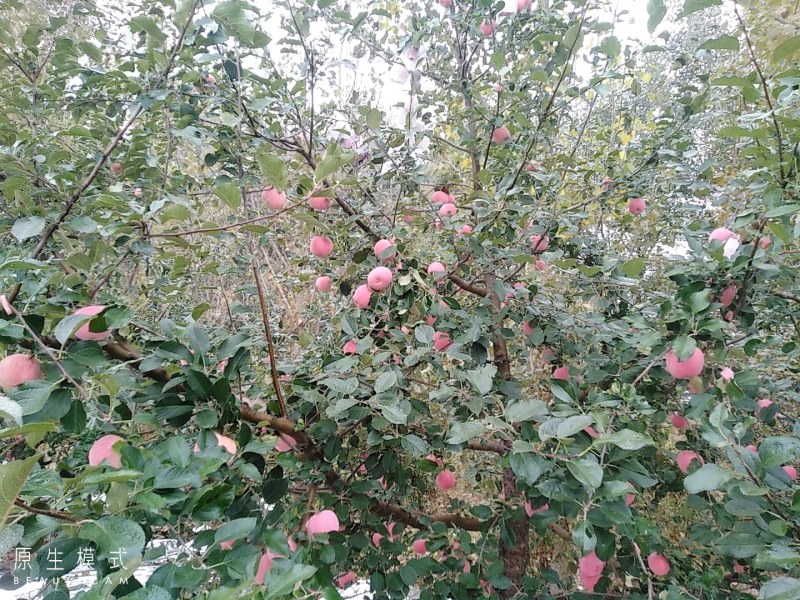 栖霞优质纸袋红富士苹果