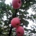 栖霞优质纸袋红富士苹果
