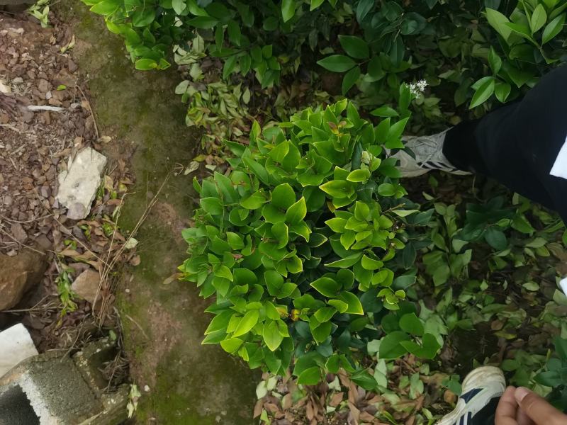 精品金森女贞球供应，金森女贞球基地，金森女贞球批发