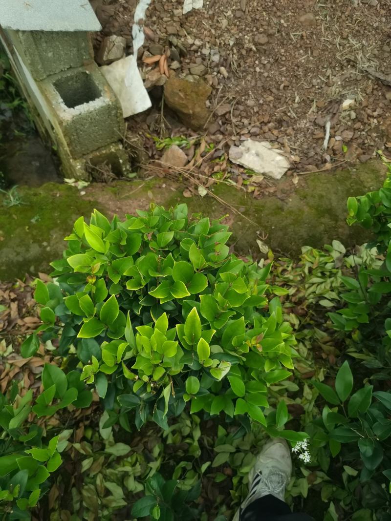 精品金森女贞球供应，金森女贞球基地，金森女贞球批发