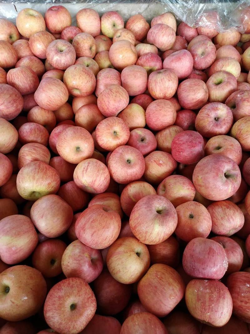 苹果红富士苹果大量批发山东苹果产地一手货源