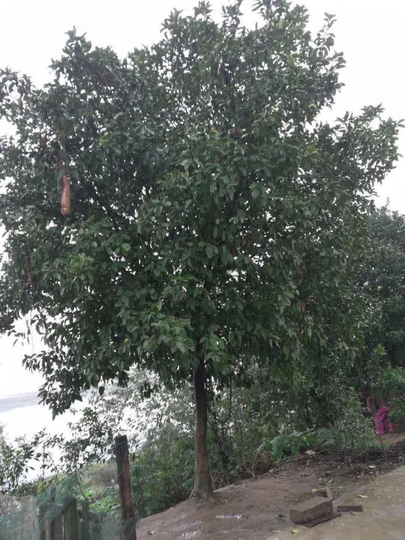 供应15公分香泡，整车批发