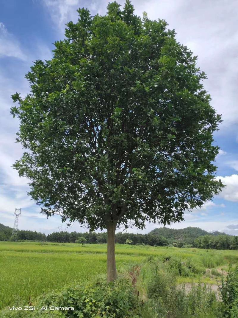 供应15公分香泡，整车批发