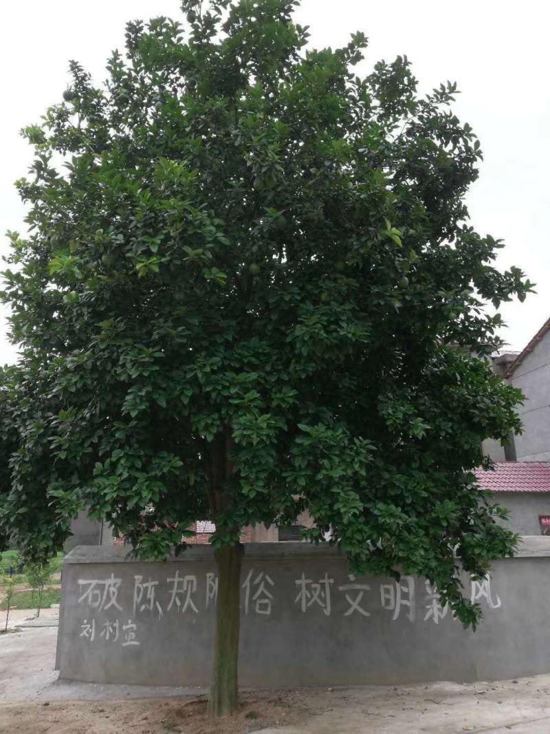 供应15公分香泡，整车批发