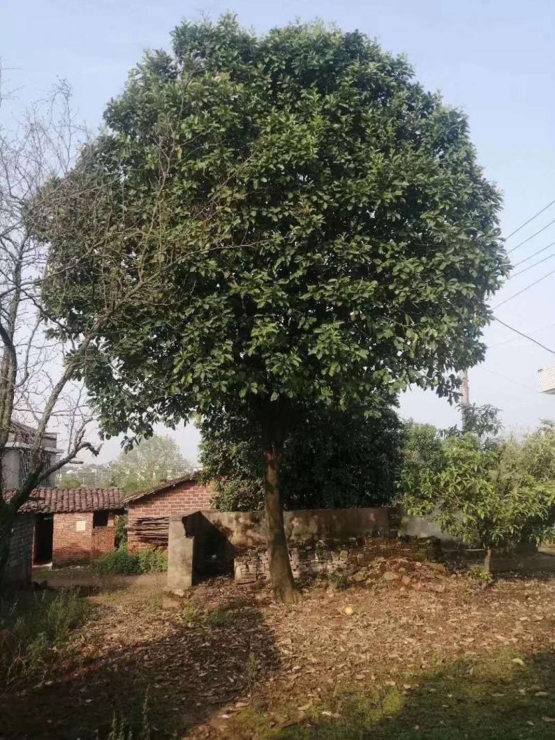 供应15公分香泡，整车批发