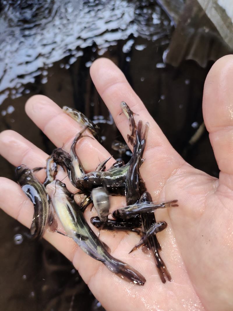 鱼苗黄颡鱼黄骨鱼苗黄辣丁成活率高易生易养
