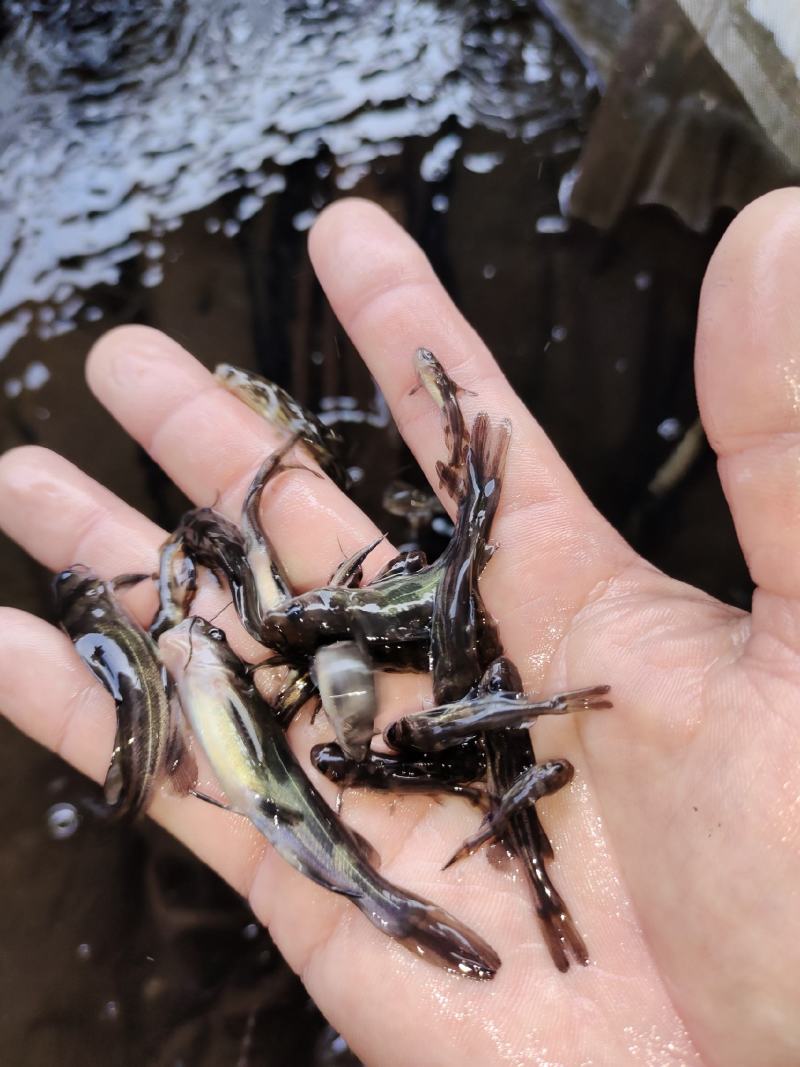 鱼苗黄颡鱼黄骨鱼苗黄辣丁成活率高易生易养