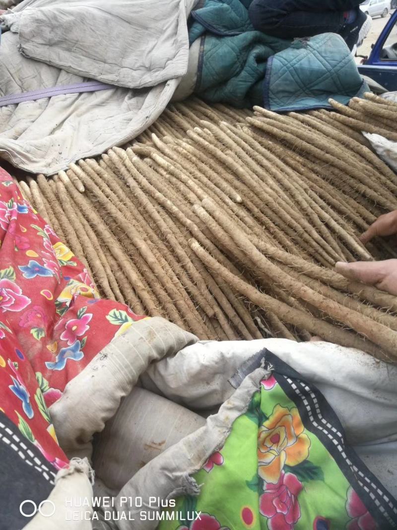 河北省保定，沙土地麻山药大量供应，面甜。诚信走遍天下