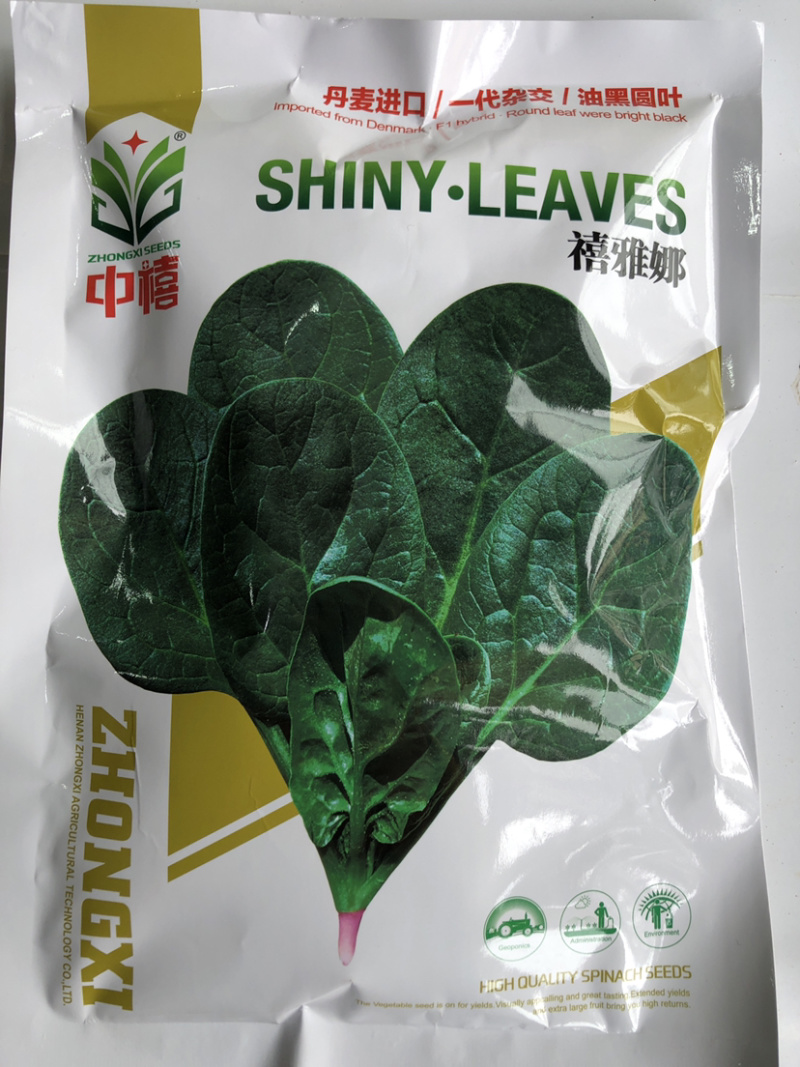 进口大圆叶菠菜种子禧雅丽博禧高抗病毒病软腐病品质好