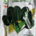 进口大圆叶菠菜种子禧雅丽博禧高抗病毒病软腐病品质好