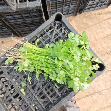 大量冷棚香菜上市，欢迎采购
