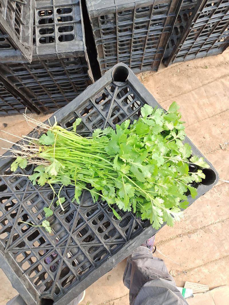 大量冷棚香菜上市，欢迎采购