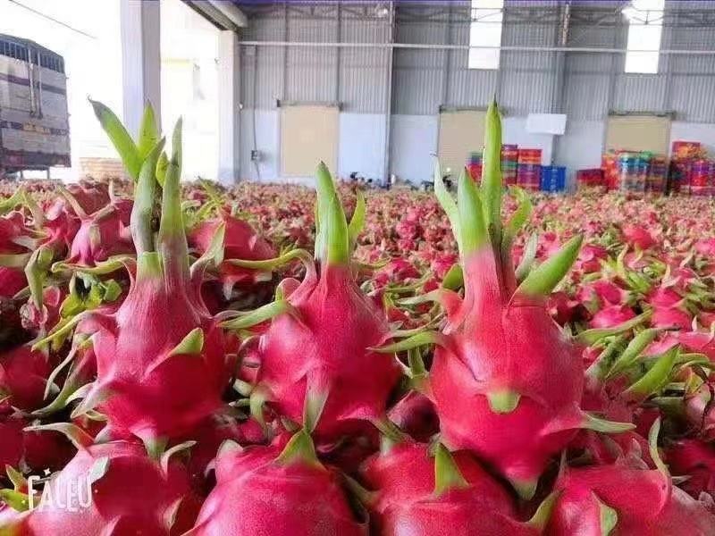 越南火龙果特价有量有价