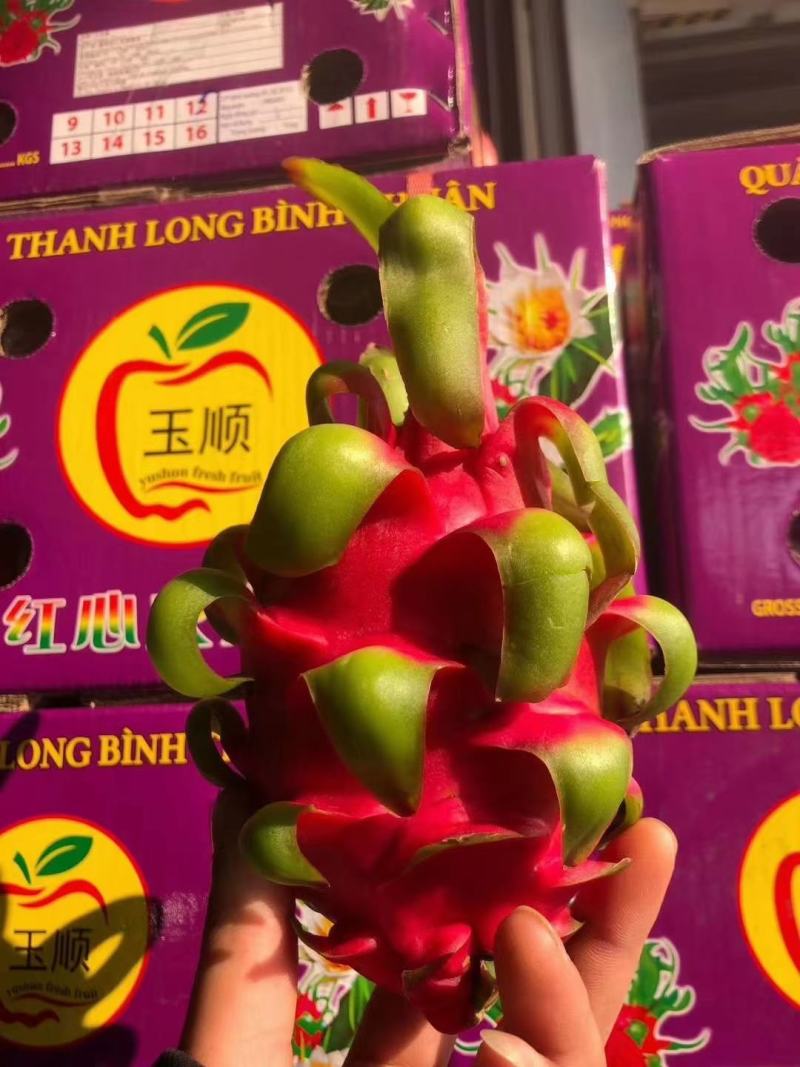 越南火龙果特价有量有价