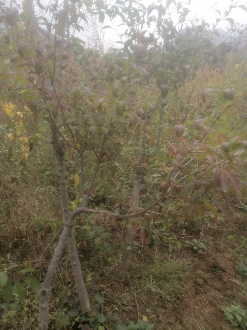 金丝吊蝴蝶，金丝吊燕，山东省临沂市费县苗木种植基地