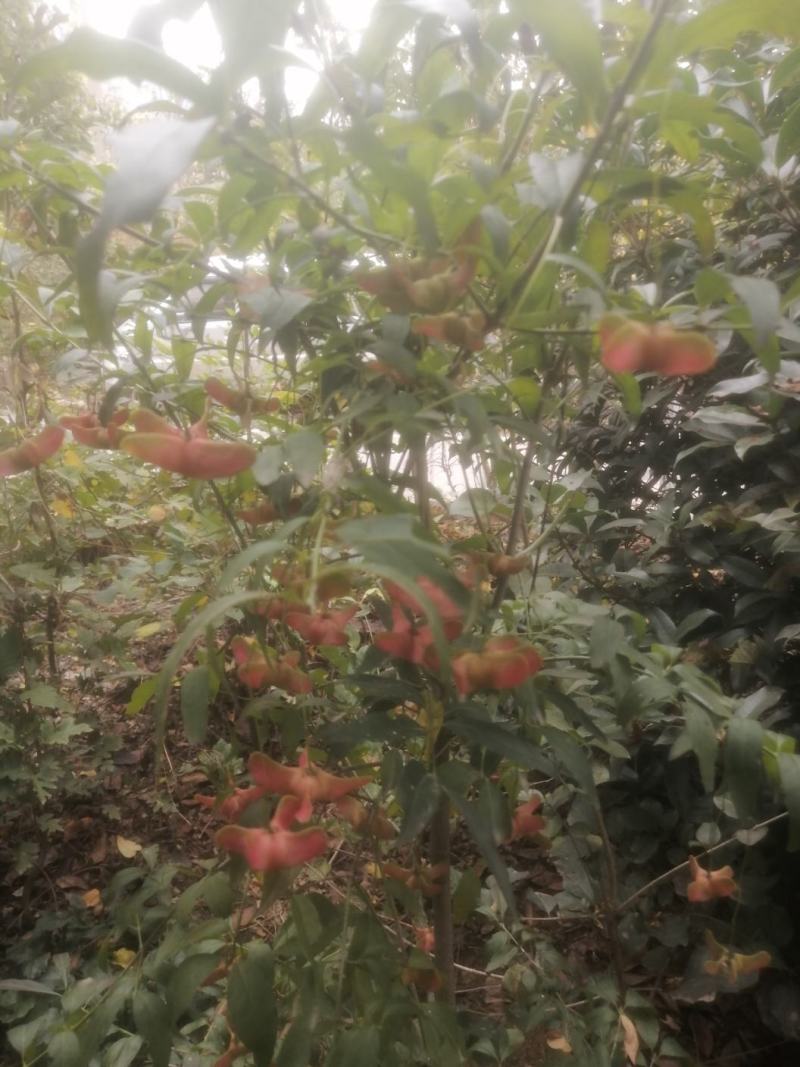 金丝吊蝴蝶，金丝吊燕，山东省临沂市费县苗木种植基地