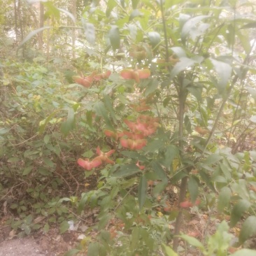 金丝吊蝴蝶，金丝吊燕，山东省临沂市费县苗木种植基地