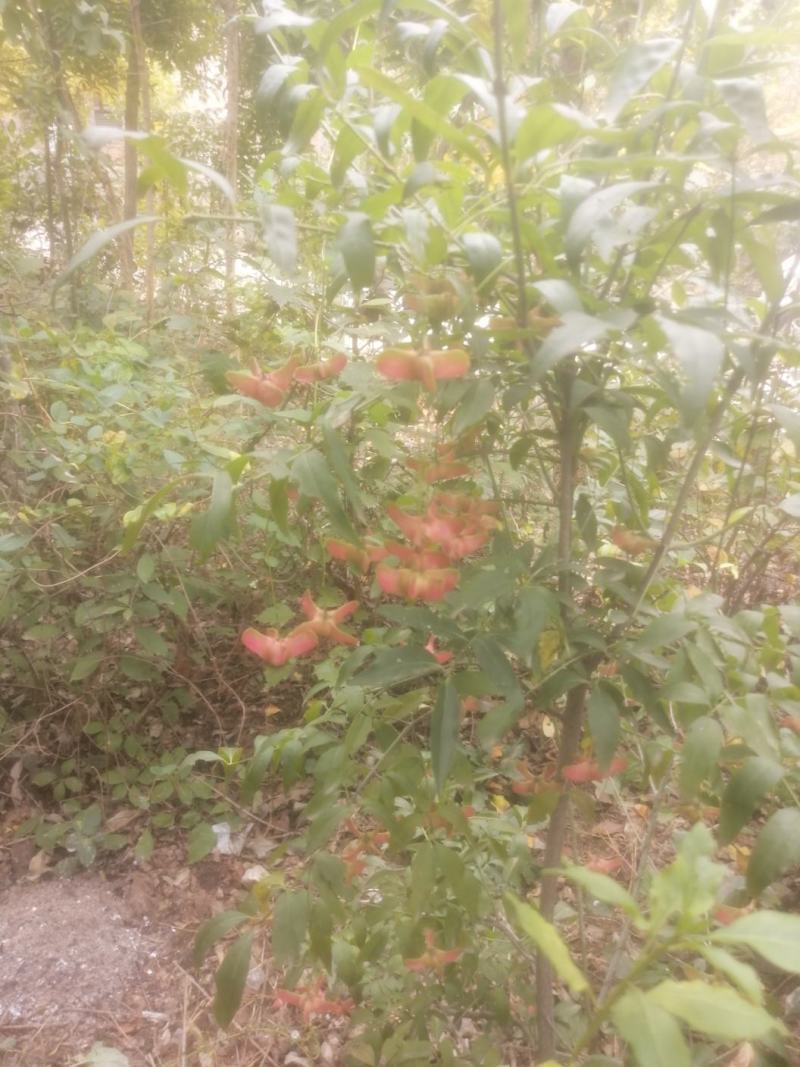 金丝吊蝴蝶，金丝吊燕，山东省临沂市费县苗木种植基地