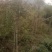 金丝吊蝴蝶，金丝吊燕，山东省临沂市费县苗木种植基地