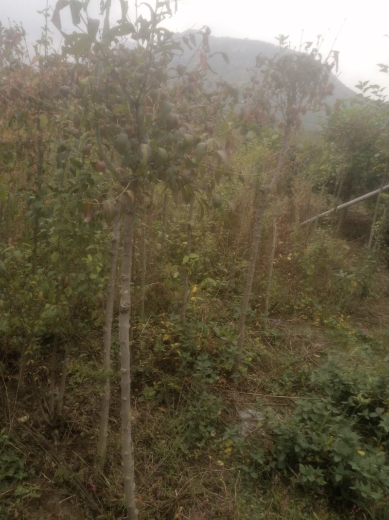 金丝吊蝴蝶，金丝吊燕，山东省临沂市费县苗木种植基地