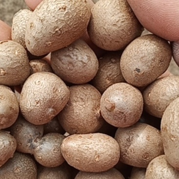山药豆大量出售价格便宜