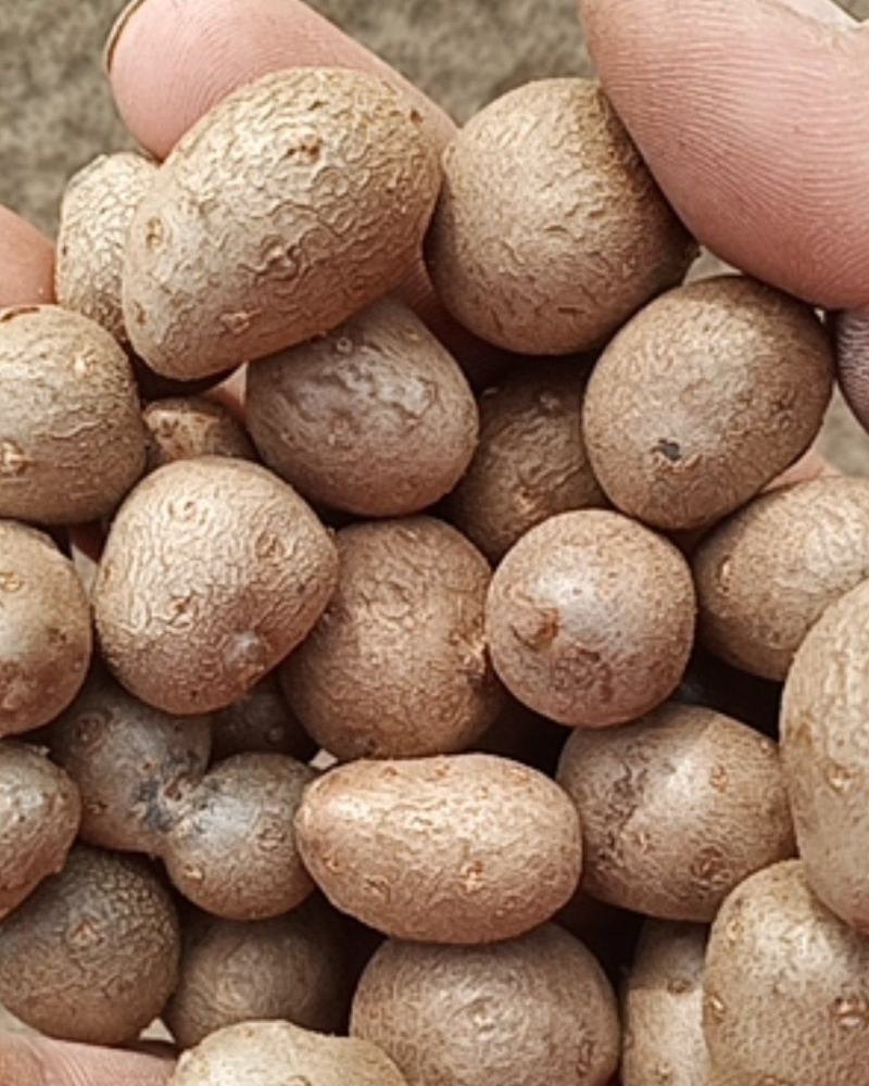 山药豆大量出售价格便宜