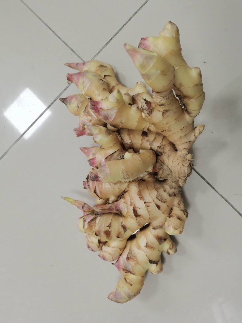 大福姜，二黄姜，出土时间在即，需要订单联系